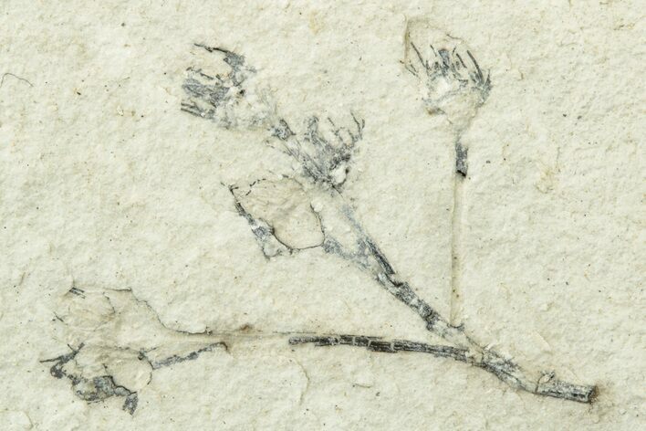 Miocene Plant Fossil - Murat, France #254023